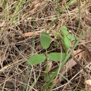 Glycine tabacina at Campbell, ACT - 3 Dec 2023 11:40 AM