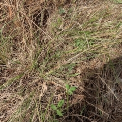 Glycine tabacina at Campbell, ACT - 3 Dec 2023 11:40 AM