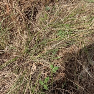 Glycine tabacina at Campbell, ACT - 3 Dec 2023 11:40 AM