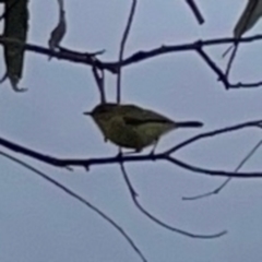 Acanthiza nana (Yellow Thornbill) at Nicholls, ACT - 3 Dec 2023 by Hejor1