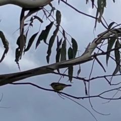 Acanthiza nana at Gungahlin Pond - 3 Dec 2023