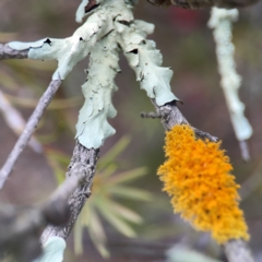 Flavoparmelia sp. (Flavoparmelia Lichen) at Nicholls, ACT - 3 Dec 2023 by Hejor1