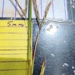 Hyparrhenia hirta (Coolatai Grass) at Penrose - 3 Dec 2023 by Steve818