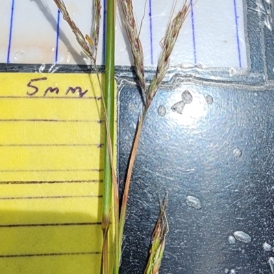 Hyparrhenia hirta (Coolatai Grass) at Penrose - 3 Dec 2023 by Steve818