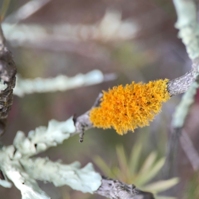 Teloschistes sp. (genus) (A lichen) at Gungahlin Pond - 3 Dec 2023 by Hejor1