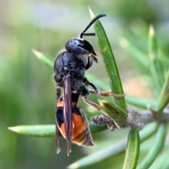 Paralastor sp. (genus) (Potter Wasp) at Nicholls, ACT - 3 Dec 2023 by Hejor1