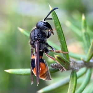 Paralastor sp. (genus) at Gungahlin Pond - 3 Dec 2023