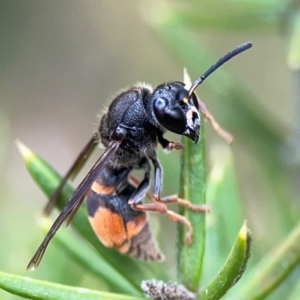 Paralastor sp. (genus) at Gungahlin Pond - 3 Dec 2023