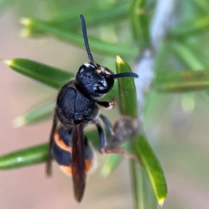 Paralastor sp. (genus) at Gungahlin Pond - 3 Dec 2023