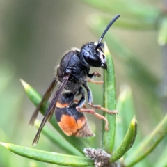 Paralastor sp. (genus) at Gungahlin Pond - 3 Dec 2023