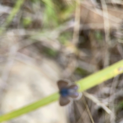 Zizina otis (Common Grass-Blue) at Nicholls, ACT - 3 Dec 2023 by Hejor1