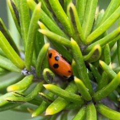 Hippodamia variegata (Spotted Amber Ladybird) at Nicholls, ACT - 3 Dec 2023 by Hejor1