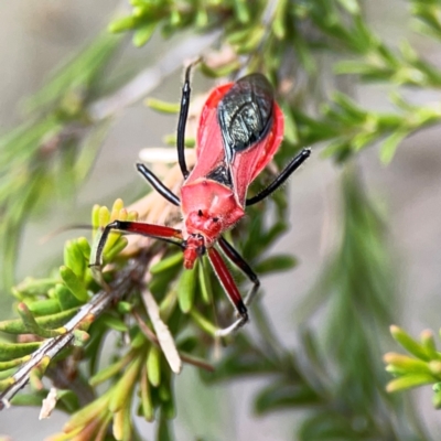 Gminatus australis (Orange assassin bug) at Nicholls, ACT - 3 Dec 2023 by Hejor1