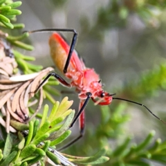 Gminatus australis at Gungahlin Pond - 3 Dec 2023