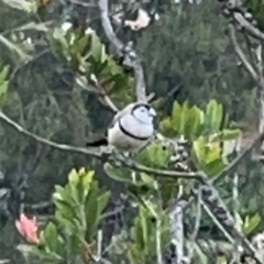 Stizoptera bichenovii (Double-barred Finch) at Nicholls, ACT - 3 Dec 2023 by Hejor1