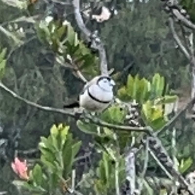 Stizoptera bichenovii (Double-barred Finch) at Gungahlin Pond - 3 Dec 2023 by Hejor1