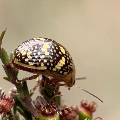 Paropsis pictipennis (Tea-tree button beetle) at Nicholls, ACT - 3 Dec 2023 by Hejor1
