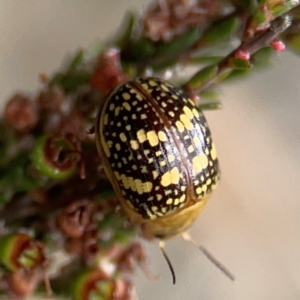 Paropsis pictipennis at Gungahlin Pond - 3 Dec 2023