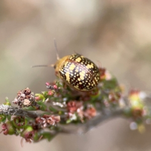 Paropsis pictipennis at Gungahlin Pond - 3 Dec 2023