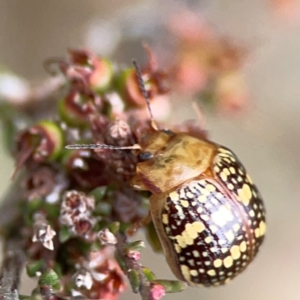 Paropsis pictipennis at Gungahlin Pond - 3 Dec 2023