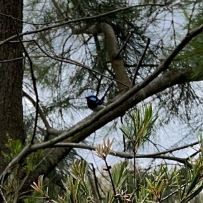 Malurus cyaneus (Superb Fairywren) at Nicholls, ACT - 3 Dec 2023 by Hejor1