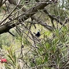 Malurus cyaneus at Gungahlin Pond - 3 Dec 2023