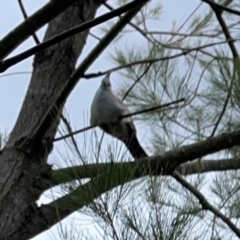 Ocyphaps lophotes (Crested Pigeon) at Gungahlin Pond - 3 Dec 2023 by Hejor1