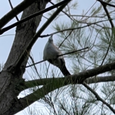 Ocyphaps lophotes (Crested Pigeon) at Gungahlin Pond - 3 Dec 2023 by Hejor1