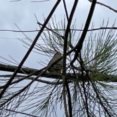 Neochmia temporalis (Red-browed Finch) at Gungahlin Pond - 3 Dec 2023 by Hejor1