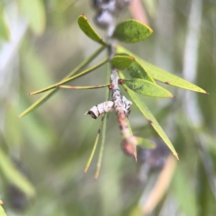 Spilonota constrictana (A Tortricid moth) at Nicholls, ACT - 3 Dec 2023 by Hejor1