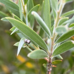 Spilonota constrictana at Gungahlin Pond - 3 Dec 2023