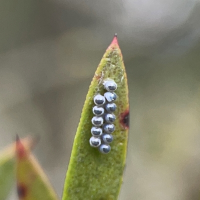 Pentatomidae (family) (Shield or Stink bug) at Gungahlin Pond - 3 Dec 2023 by Hejor1