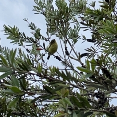 Acanthiza nana (Yellow Thornbill) at Gungahlin Pond - 3 Dec 2023 by Hejor1