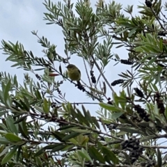 Acanthiza nana at Gungahlin Pond - 3 Dec 2023