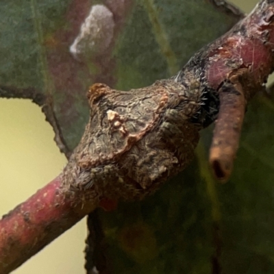 Dolophones turrigera (Turret spider) at Nicholls, ACT - 3 Dec 2023 by Hejor1
