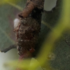 Dolophones turrigera at Gungahlin Pond - 3 Dec 2023