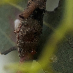 Dolophones turrigera at Gungahlin Pond - 3 Dec 2023