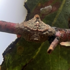 Dolophones turrigera at Gungahlin Pond - 3 Dec 2023 12:20 PM