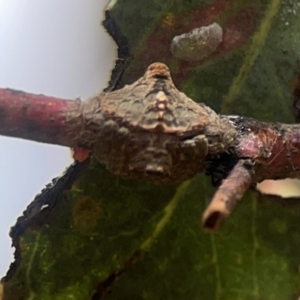 Dolophones turrigera at Gungahlin Pond - 3 Dec 2023