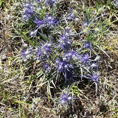 Eryngium ovinum (Blue Devil) at Dunlop Grasslands - 3 Dec 2023 by ChrisHolder