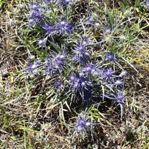 Eryngium ovinum at Dunlop Grasslands - 3 Dec 2023