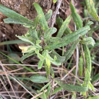 Billardiera scandens (Hairy Apple Berry) at Bruce Ridge to Gossan Hill - 3 Dec 2023 by lyndallh