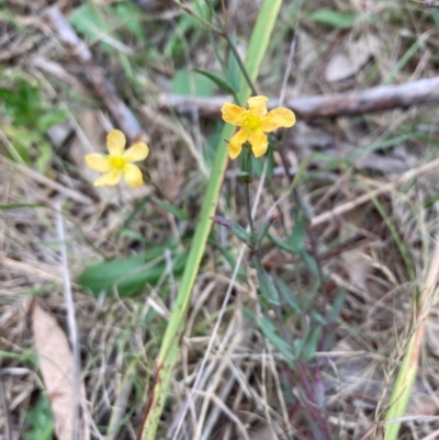 Hypericum gramineum (Small St Johns Wort) at Bruce Ridge to Gossan Hill - 3 Dec 2023 by lyndallh