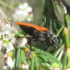 Castiarina (genus) (Unidentified Castiarina jewel beetle) at Block 402 - 2 Dec 2023 by Christine