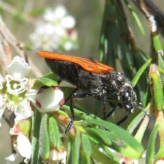 Castiarina sp. (genus) (Unidentified Castiarina jewel beetle) at Block 402 - 2 Dec 2023 by Christine