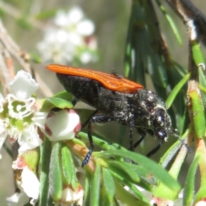 Castiarina sp. (genus) at Bluetts Block (402, 403, 12, 11) - 2 Dec 2023