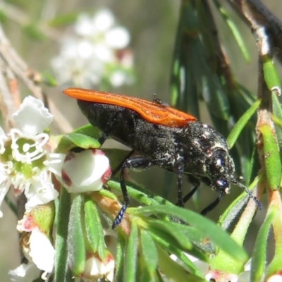 Castiarina sp. (genus) (Unidentified Castiarina jewel beetle) at Block 402 - 2 Dec 2023 by Christine