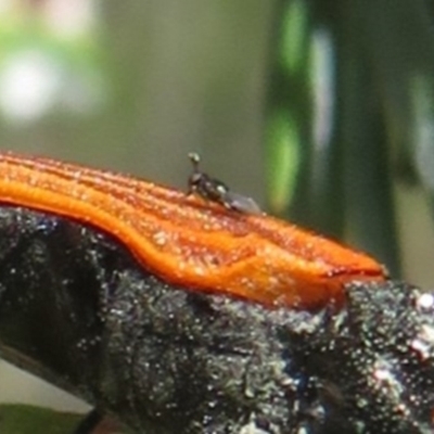 Chalcidoidea (superfamily) (A gall wasp or Chalcid wasp) at Denman Prospect, ACT - 2 Dec 2023 by Christine