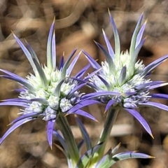 Eryngium ovinum (Blue Devil) at Spence, ACT - 3 Dec 2023 by trevorpreston