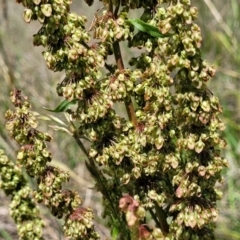 Rumex crispus (Curled Dock) at Kuringa Woodlands - 3 Dec 2023 by trevorpreston